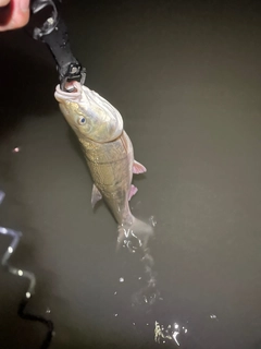 マルタウグイの釣果