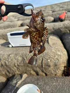 ソイの釣果