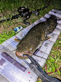 ナマズの釣果