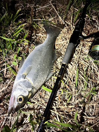 セイゴ（ヒラスズキ）の釣果