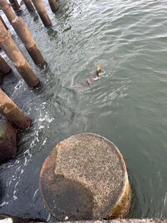 エイの釣果