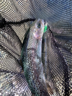 ニジマスの釣果