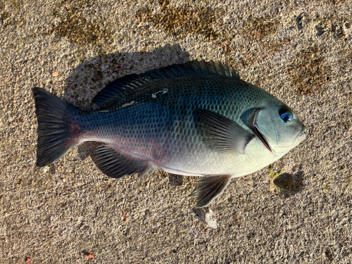 メジナの釣果