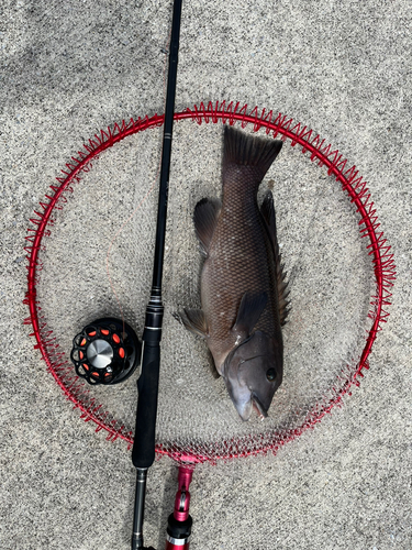 コブダイの釣果