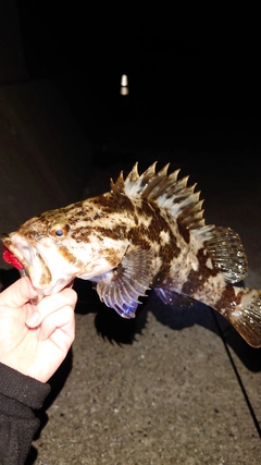 タケノコメバルの釣果