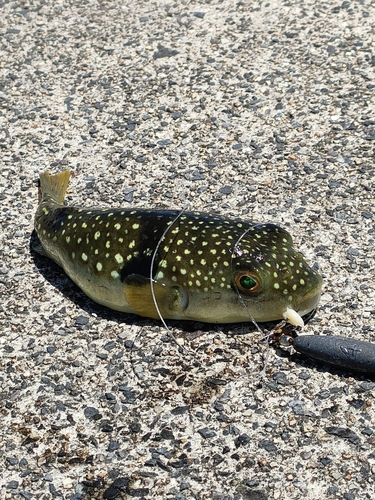 クサフグの釣果