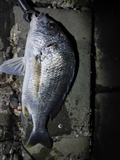 キビレの釣果