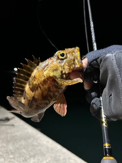 ガシラの釣果