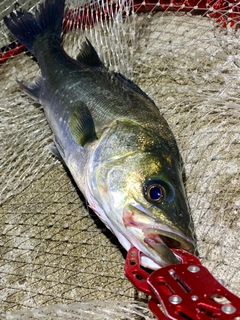 フッコ（マルスズキ）の釣果