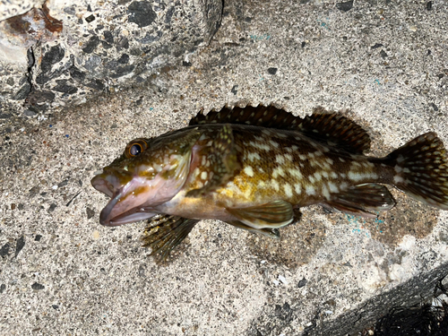 カサゴの釣果