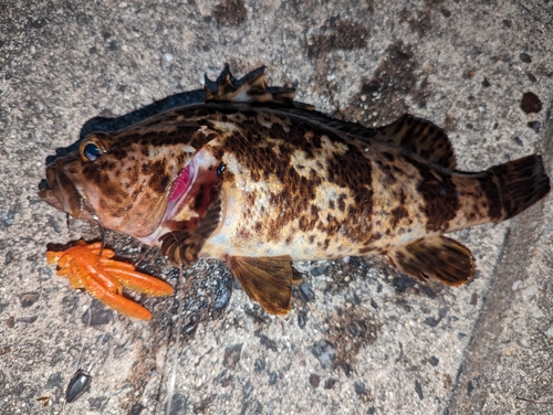 タケノコメバルの釣果