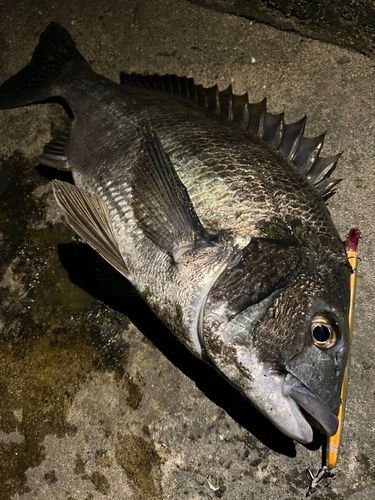 クロダイの釣果