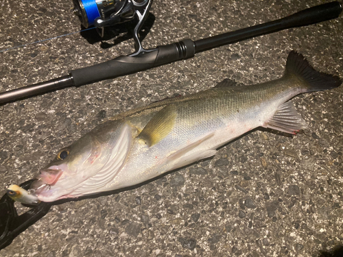 シーバスの釣果