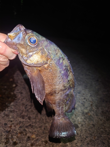 アカメバルの釣果