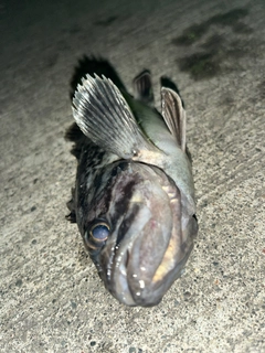 ソイの釣果