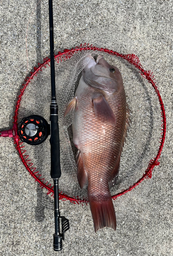 コブダイの釣果