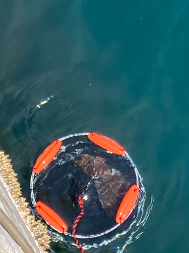 モンゴウイカの釣果