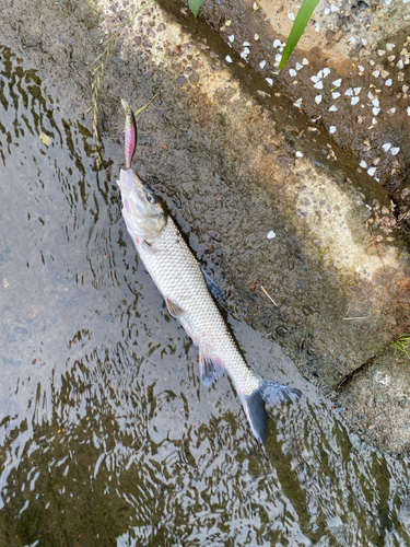 ニゴイの釣果