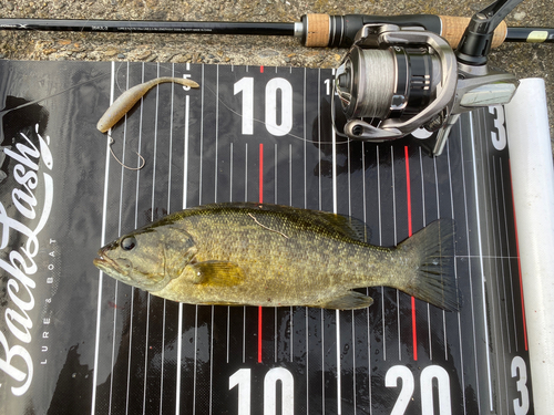 スモールマウスバスの釣果