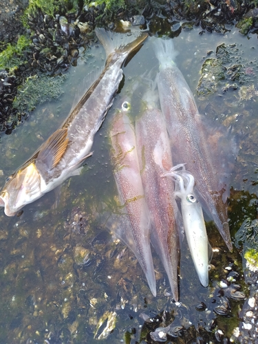 ヤリイカの釣果