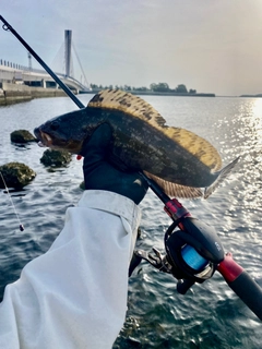 アイナメの釣果