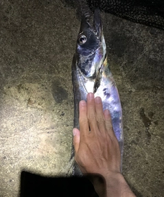 タチウオの釣果