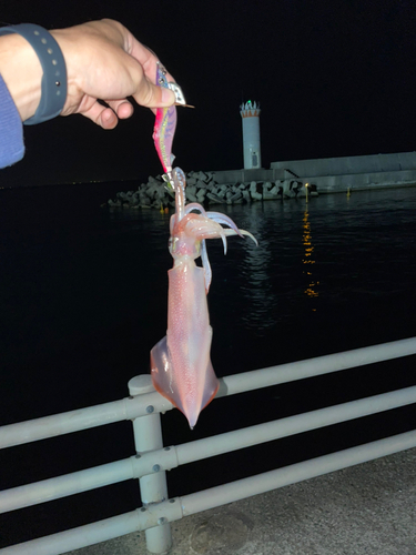 ケンサキイカの釣果