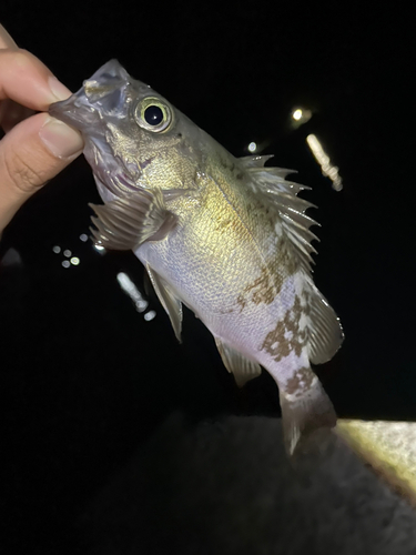 メバルの釣果