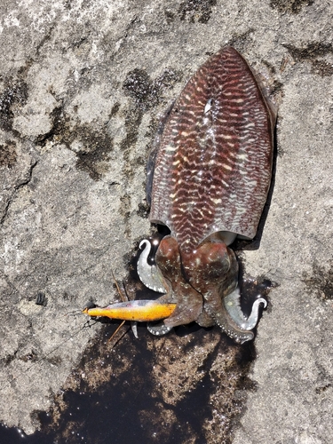 コウイカの釣果