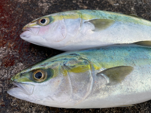 イナダの釣果