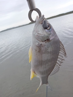 キビレの釣果