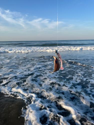 シタビラメの釣果