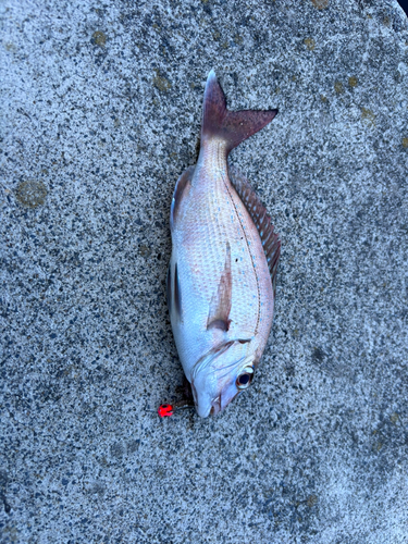 シロメバルの釣果