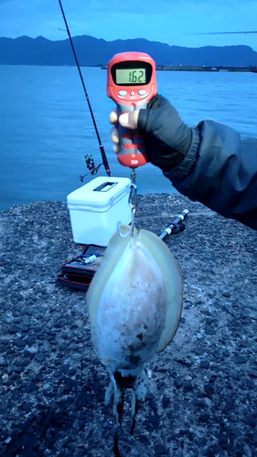 鹿児島湾北部