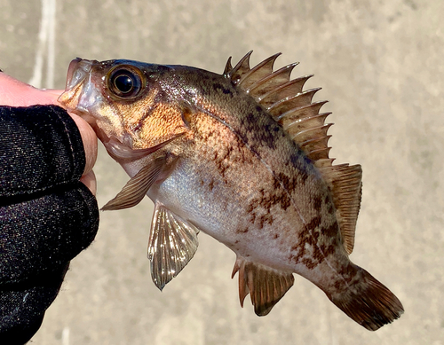 メバルの釣果