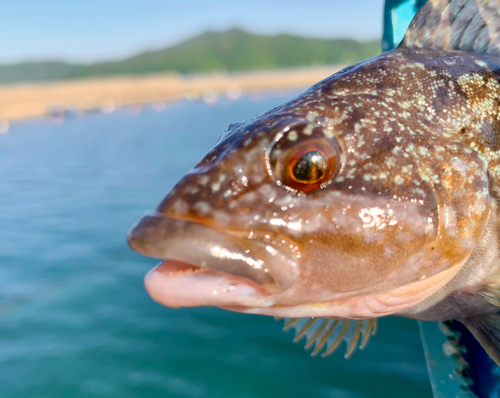 アイナメの釣果