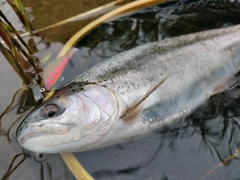 ニジマスの釣果