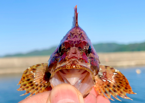 ヨロイメバルの釣果