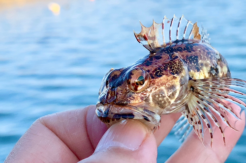 アナハゼの釣果