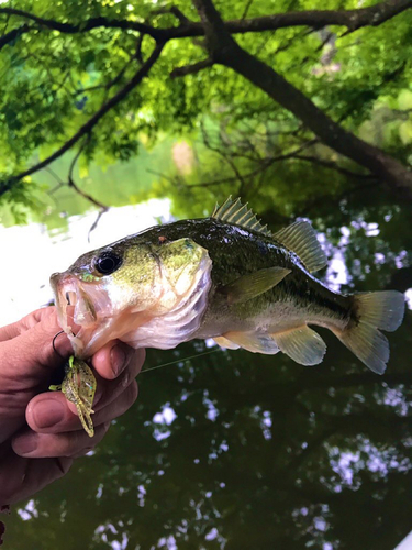 ブラックバスの釣果