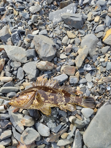 タケノコメバルの釣果