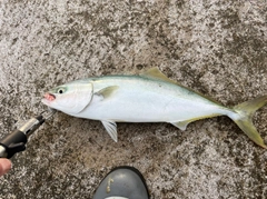 イナダの釣果