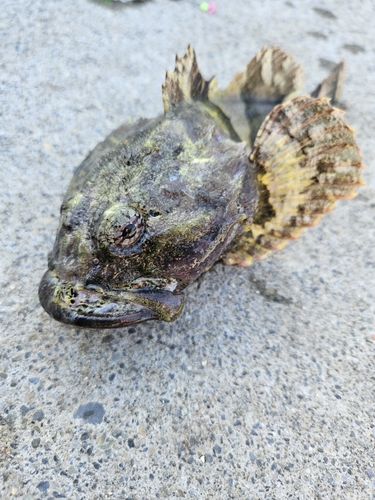 ギスカジカの釣果