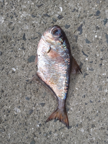 鹿児島湾南部