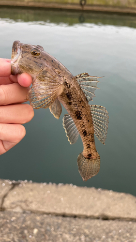 ハゼの釣果