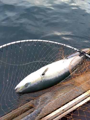 ワラサの釣果