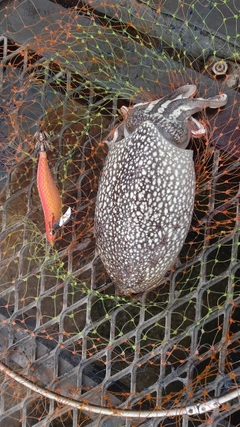 シリヤケイカの釣果