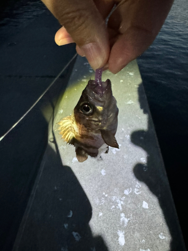 メバルの釣果