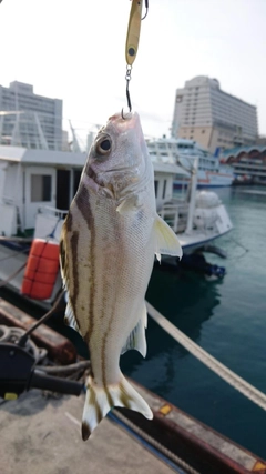 クワガナーの釣果