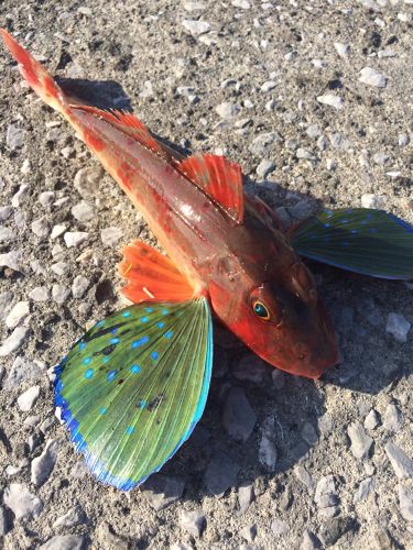 ホウボウの釣果